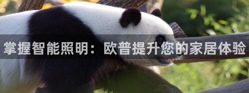 云顶集团有限公司,林东简历