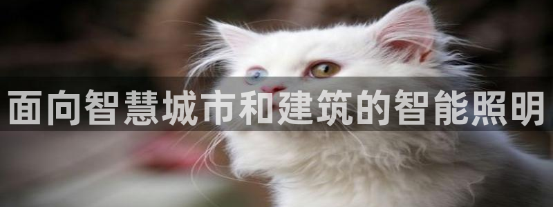 云顶集团老总