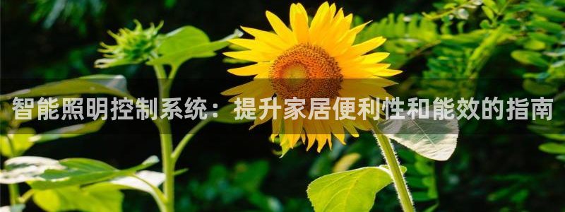 云顶国际服叫什么