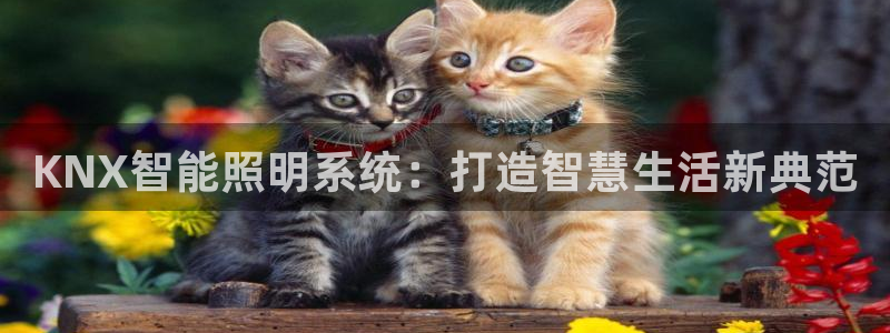 云顶国际测试服免费吗